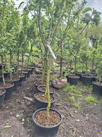 Halfhoogstam fruitbomen Bramley Seedling, Ophalen, Lente