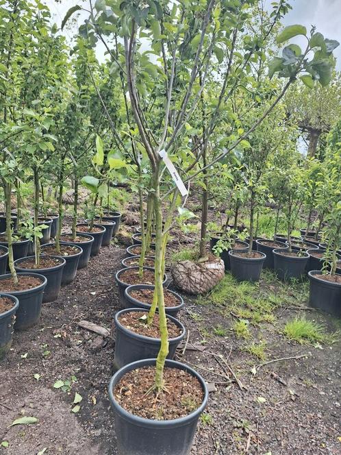 Halfhoogstam fruitbomen Bramley Seedling, Tuin en Terras, Planten | Fruitbomen, Lente, Ophalen