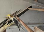 vier valkparkieten, Dieren en Toebehoren, Vogels | Parkieten en Papegaaien, Meerdere dieren, Parkiet