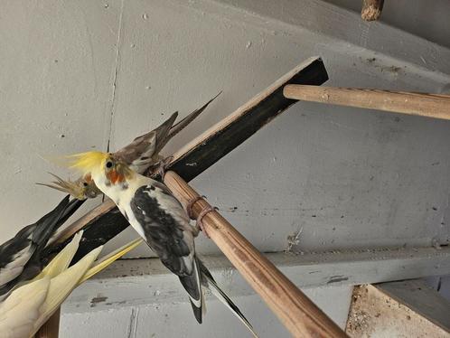vier valkparkieten, Dieren en Toebehoren, Vogels | Parkieten en Papegaaien, Parkiet, Meerdere dieren