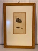 Antique Botany Print Lichen atro-rufus, plate 1102, Ophalen