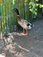 Indische loopeend (woerd), Dieren en Toebehoren, Mannelijk, Eend