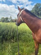 Recreate  paard, Dieren en Toebehoren, Ruin