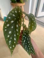 Begonia maculata stekjes, Huis en Inrichting, Kamerplanten, Ophalen, Overige soorten, Minder dan 100 cm