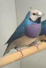 Koppel Gould Amadine Gouldamadine, Dieren en Toebehoren, Vogels | Overige Vogels, Meerdere dieren, Geringd