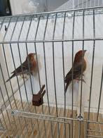 Roodmus, Dieren en Toebehoren, Mannelijk, Kleurkanarie