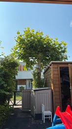 Gewone plataan, Tuin en Terras, Planten | Bomen, Ophalen, Volle zon, Overige soorten