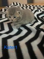 Britse korthaar kittens, Dieren en Toebehoren, Katten en Kittens | Raskatten | Korthaar, Meerdere dieren