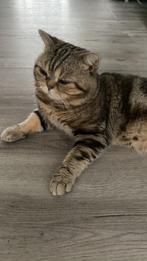Britse korthaar, Dieren en Toebehoren, Katten en Kittens | Overige Katten, Kater
