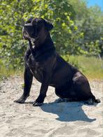 Cane Corso dekreu Demon, Dieren en Toebehoren, Honden | Dekreuen, Particulier, 1 tot 2 jaar, Reu, Nederland