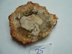 versteend hout petrified wood boomstam schijf 25 gram, Ophalen of Verzenden, Mineraal