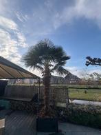 Palmboom, 250 tot 400 cm, Zomer, Palmboom, Ophalen