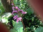 Stekken van schoenlapper plant, Tuin en Terras, Planten | Tuinplanten, Volle zon, Vaste plant, Zomer, Ophalen