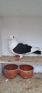 Figurita duifje, Vrouwelijk, Overige soorten