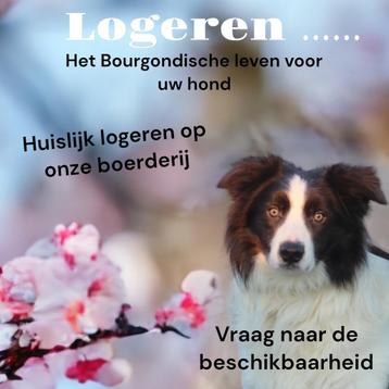 Aangeboden vakantie oppas voor honden 