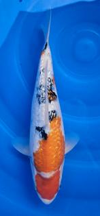 Sanke Gin Rin, Dieren en Toebehoren, Vissen | Vijvervissen, Karper of Koi