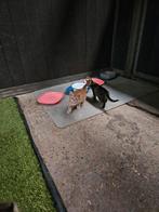 Kittens Europese korthaar, Dieren en Toebehoren, Katten en Kittens | Overige Katten, Meerdere dieren