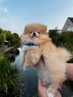 Pomeriaan Reutje – Mini Pomeranian Pup, Dieren en Toebehoren, Reu, 8 tot 15 weken, Eén hond, Nederland