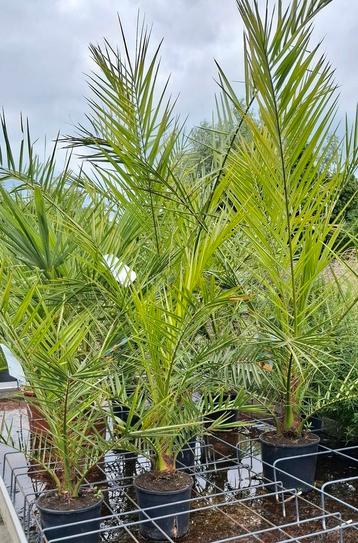 Phoenix canariensis dadelpalm  beschikbaar voor biedingen