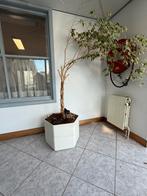 Moderne plantenbakken - koopje, Tuin en Terras, Bloembakken en Plantenbakken, Ophalen, Kunststof, Zo goed als nieuw, Binnen