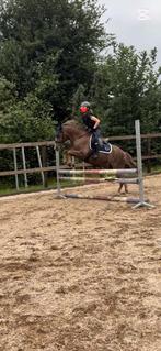 Gezocht: betrouwbare E-pony met gouden karakter (ruin), Dieren en Toebehoren, Pony's, Ruin, L, E pony (1.48m - 1.57m), 7 tot 10 jaar