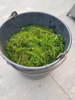 gratis zuurstof planten vijver, Ophalen, Nieuw