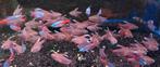 Nieuw binnen!!! White fin sikkeltetra xxl!!!, Dieren en Toebehoren, Vis, Zoetwatervis