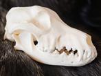 Schedel Dalmatier, Ophalen of Verzenden, Zo goed als nieuw, Schedel