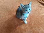 Te koop: onze 2 lieve kittens, Dieren en Toebehoren, Meerdere dieren, Kortharig, 0 tot 2 jaar