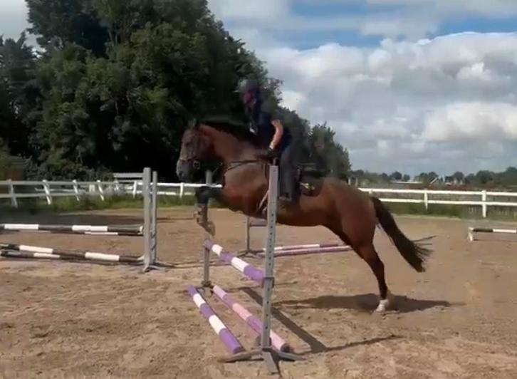 Lieve 7 jarige merrie, Dieren en Toebehoren, Paarden, Merrie, B, Minder dan 160 cm, 7 tot 10 jaar, Recreatiepaard, Met stamboom