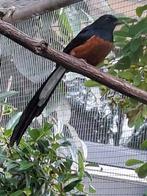 Zeer mooi koppel schama lijsters ger v 25 v buiten, Meerdere dieren, Geringd