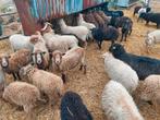 Ouessant ooitjes  en rammen  beschikbaar, Dieren en Toebehoren, Meerdere dieren, Schaap