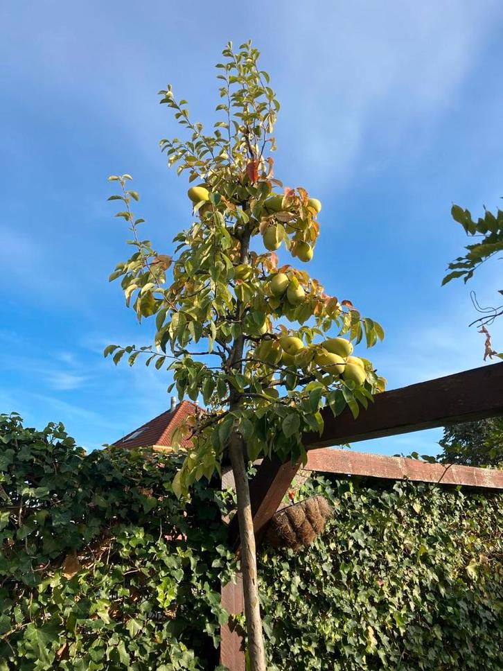 Kweeperenboom, Tuin en Terras, Planten | Fruitbomen, Lente, Ophalen