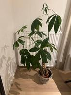 Geld plant, In pot, 150 tot 200 cm, Groene kamerplant, Halfschaduw