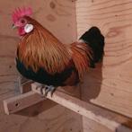 krielhaan, Dieren en Toebehoren, Pluimvee, Mannelijk, Kip