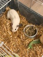 Cavia, Wit beertje van nu 3maanden. Beide ouders California., Dieren en Toebehoren, Cavia, Augustus, Mannelijk, Tam