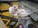 Prachtige weimaraner zoekt liefdevol huis!, Dieren en Toebehoren, Honden | Beagles, Bassets en Lopende honden, Particulier, Reu