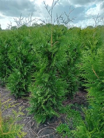 Thuja. Plic. Excelsa conifeer haagplant  beschikbaar voor biedingen