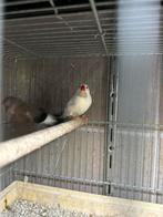 spitsstaartamadine, Meerdere dieren, Tropenvogel, Geringd