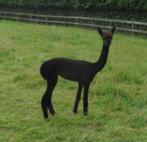 alpaca's te koop, Dieren en Toebehoren, Meerdere dieren, Voor 1 juli 2024