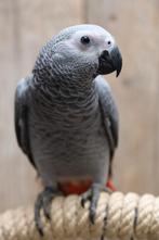 Jonge Baby Grijzeroodstaart papegaaien | Handtam | Verwacht, Meerdere dieren, Papegaai, Pratend