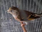 bastaard putter, Dieren en Toebehoren, Geslacht onbekend, Wildzangvogel