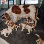 Prachtige Bonte Irish Doodles (labrodoodle, goldendoodle etc, Dieren en Toebehoren, Overige rassen, 8 tot 15 weken, Meerdere, Meerdere dieren