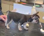 12 Franse bulldog puppy's  (nog 2), Parvo, 8 tot 15 weken, Bulldog, Meerdere