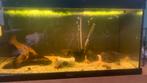 Aquarium inclusief toebehoren, Ophalen of Verzenden, Zo goed als nieuw, Gevuld zoetwateraquarium