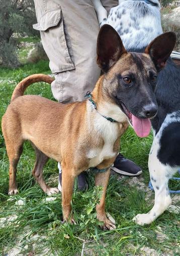 Chloe ca 5 maanden oud verblijft in Cyprus beschikbaar voor biedingen