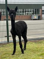 Zwarte alpaca hengst van maart 2024, Dieren en Toebehoren, Maart, Mannelijk
