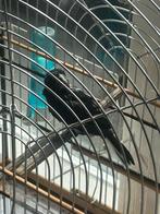 Twa twa rep, Dieren en Toebehoren, Vogels | Overige Vogels, Mannelijk, Tropenvogel