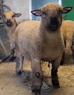 Hampshire down dekrammen, Dieren en Toebehoren, Schapen, Geiten en Varkens, Mannelijk, Schaap, 0 tot 2 jaar