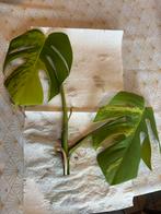 Monstera aurea kopstek, Huis en Inrichting, Ophalen of Verzenden, Overige soorten, Minder dan 100 cm